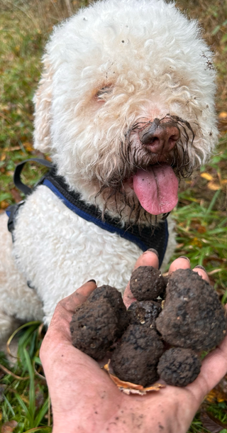 Trüffeltraining mit Hund – Schritt für Schritt Anleitung für Anfänger