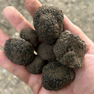 Frischer Tuber Aestivum Sommertrüffel aus der Schweiz